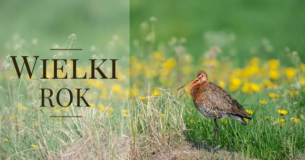 Wielki Rok